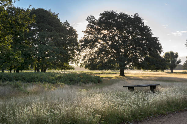 Old wooden bench in the long grass with low sun behind the trees