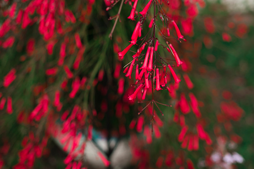 red tubular tiny flowers of firecracker plant on green background, natural environment beauty, botanical sample of Russelia equisetiformis or fontainbush