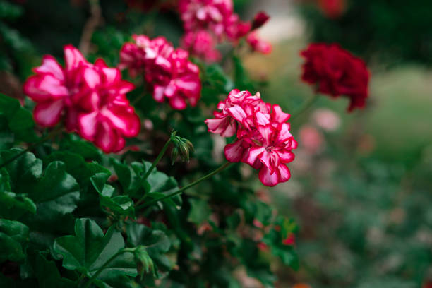 geranium, Pelargonium blooming flowers outdoors in the garden, stone wall, beautiful inner yard decoration natural