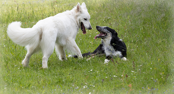 two dogs are playing on the gras in the sunlight in summer