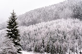 winter in the carpathian mountains