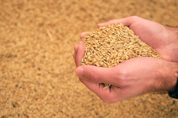 istock Anonymous man with hands full of barley grains 1591663095