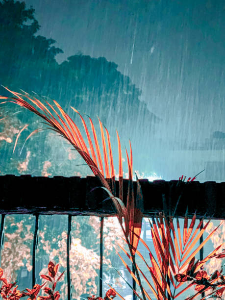 istock Raindrops and Leaves in a rainy weather 1591668220