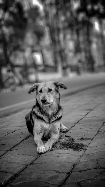 istock A beautiful dog clicked in black and white tone while relaxing on footpath 1591668768