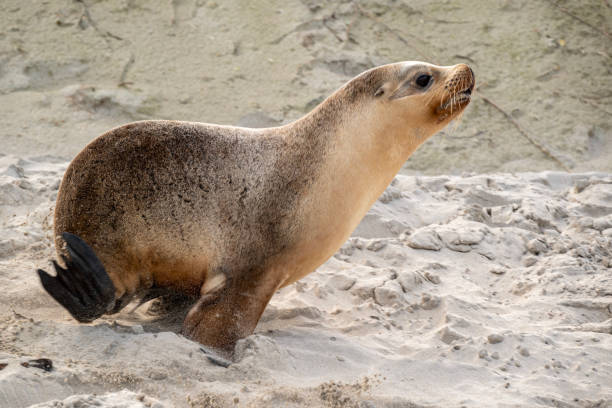 Australian sea lion