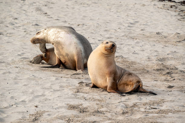 istock Australian sea lion 1591679662