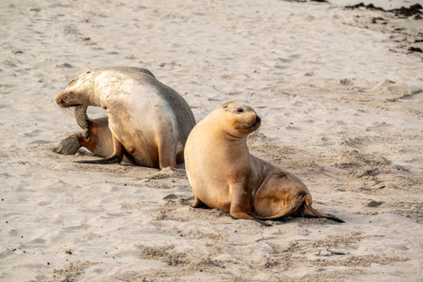 istock Australian sea lion 1591679668