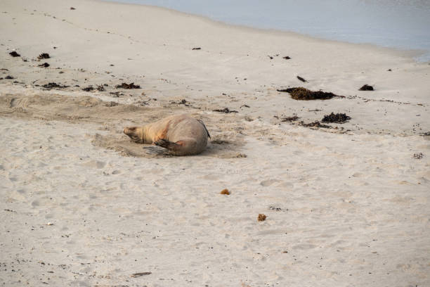 istock Australian sea lion 1591682968