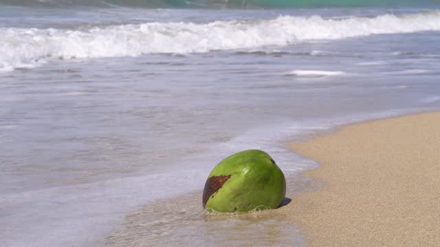Coconut on the beach with wave washed around it