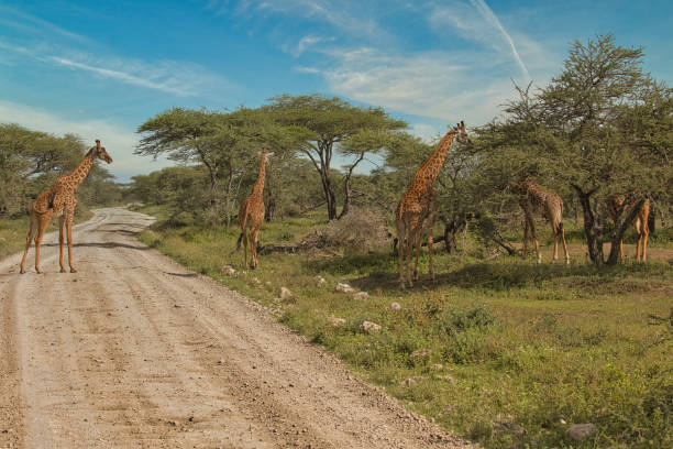 istock Giraffes walk across the road and through the bush 1591703364