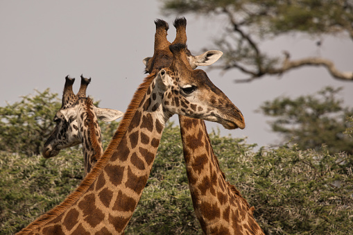 Three young giraffe bulls practice fighting. Africa. Tanzania. Safari.