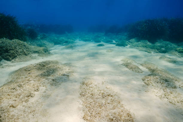 istock Sandy bottom of sea with corals 1591705609