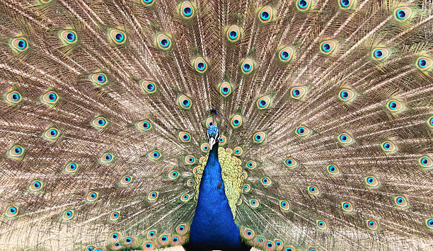 peacock - mating ritual - fotografias e filmes do acervo