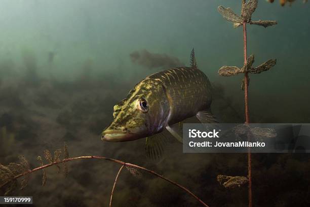 Pike Louváveis - Fotografias de stock e mais imagens de Abaixo - Abaixo, Peixe, Peixe de água doce