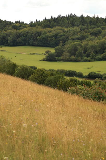 pewley down guildford surrey anglia - surrey hill guildford cloudscape zdjęcia i obrazy z banku zdjęć