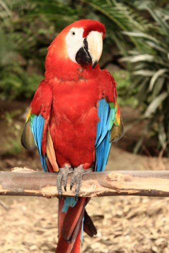 Parrot on a wooden branch