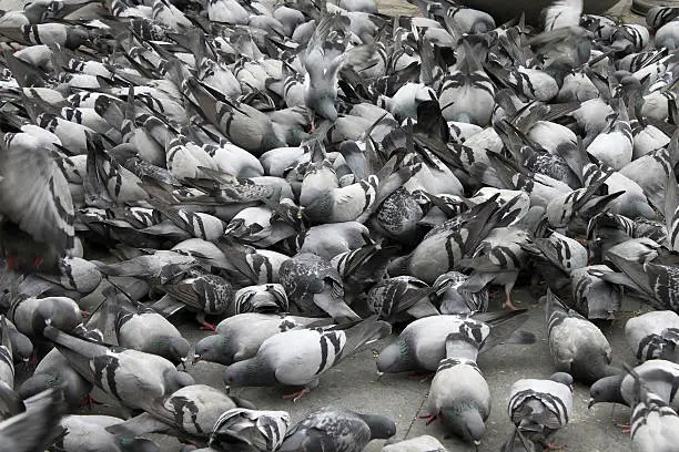 Photo of Pigeon crowd