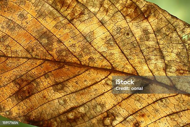 Zbliżenie Na Suchym Leaf - zdjęcia stockowe i więcej obrazów Efekt faktury - Efekt faktury, Liść, Makrofotografia