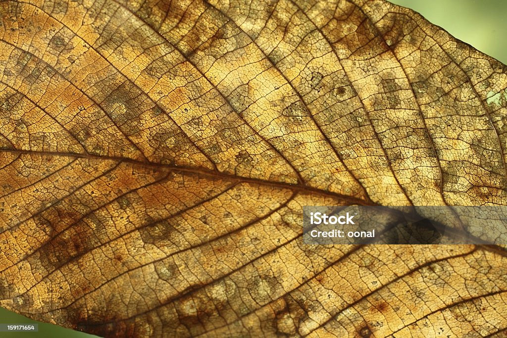 Крупный план на сухой лист - Стоковые фото Лист роялти-фри