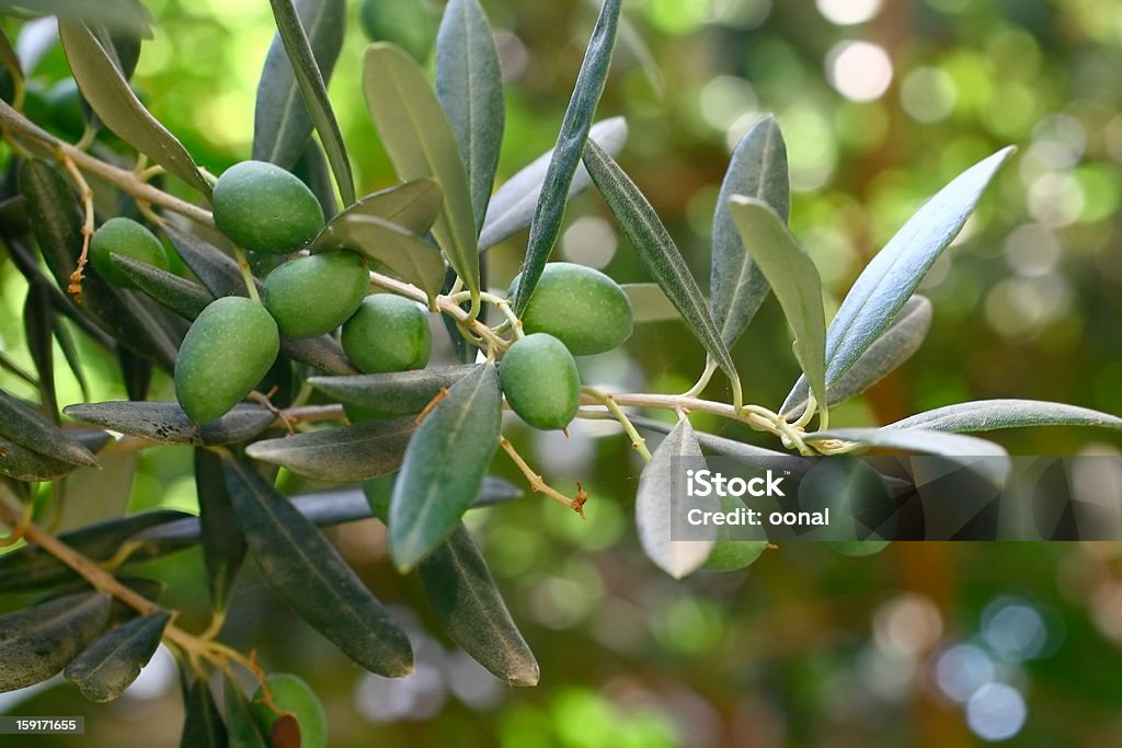 Olive branch - Foto de stock de Olivo libre de derechos