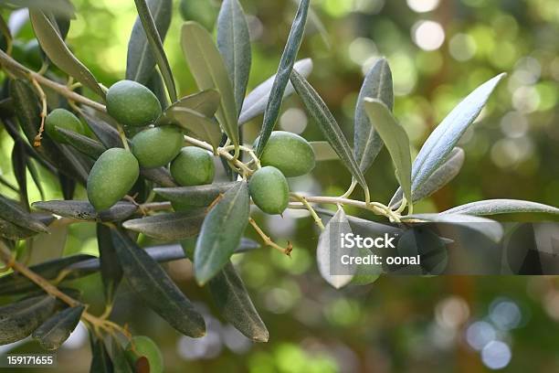 Olive Branch Foto de stock y más banco de imágenes de Olivo - Olivo, Aceituna, Plantar