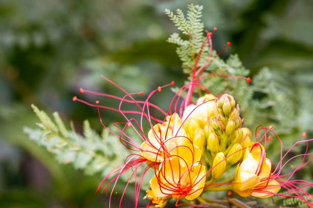 istock Bird of paradise flower 1591716802
