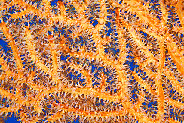 Orange Sea Fan Underwater Patterns in Nature, an orange Sea Fan, or Gorgonia, showing the feeding polyps. Uepi, Solomon Islands coral gorgonian coral hydra reef stock pictures, royalty-free photos & images