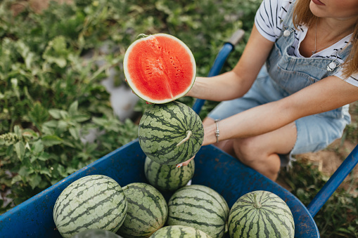 Beautiful young farmer woman holding a watermelon cut in half