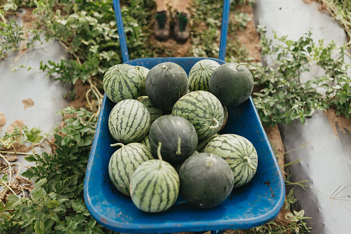 No people photo of the trolley full of ripe watermelons