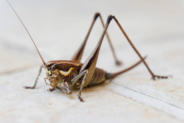 istock Close up of cricket 1591722819