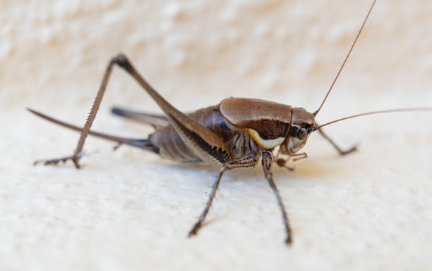 istock Close up of cricket 1591722838