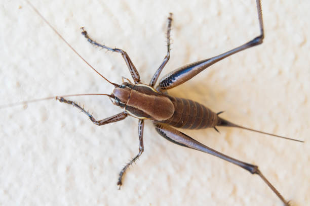 istock Close up of cricket 1591722841