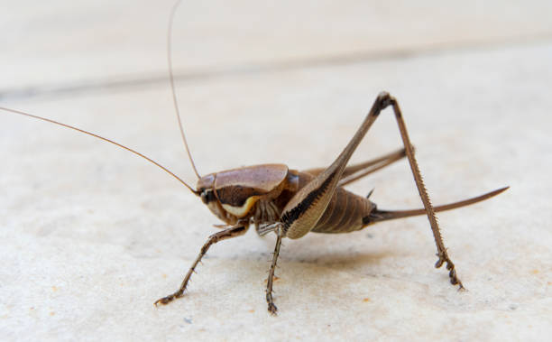 istock Close up of cricket 1591725062