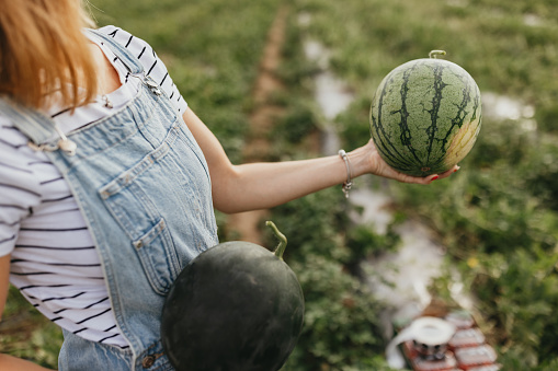 Unrecognisable young woman holding watermelons in the agricultural field