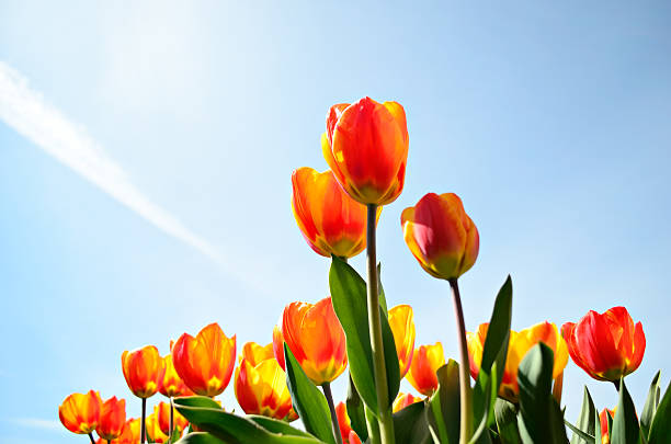 istock Tulips from a low point of view 159173566