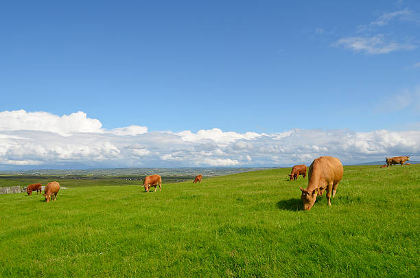 Pastar vacas en la pradera - foto de stock