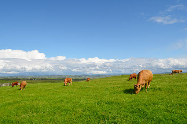 Vacas pastando no meadow - foto de acervo