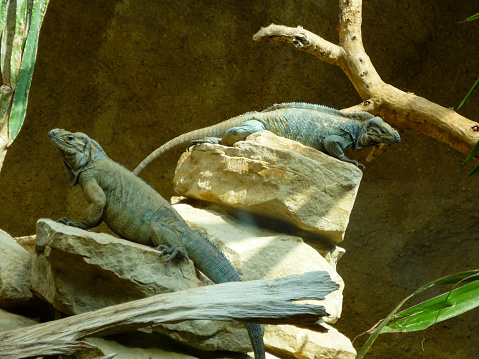 Grand Cayman blue iguanas