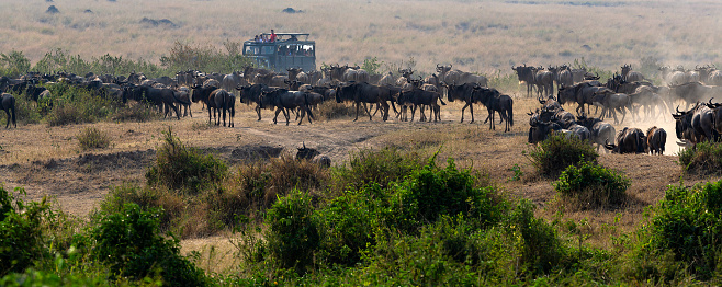 Wildebeest Antelopes near the Mara River in Masai Mara at Great Migration