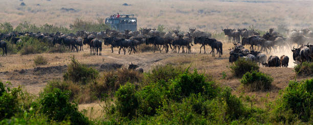 Wildebeest Antelopes near the Mara River in Masai Mara at Great Migration stock photo