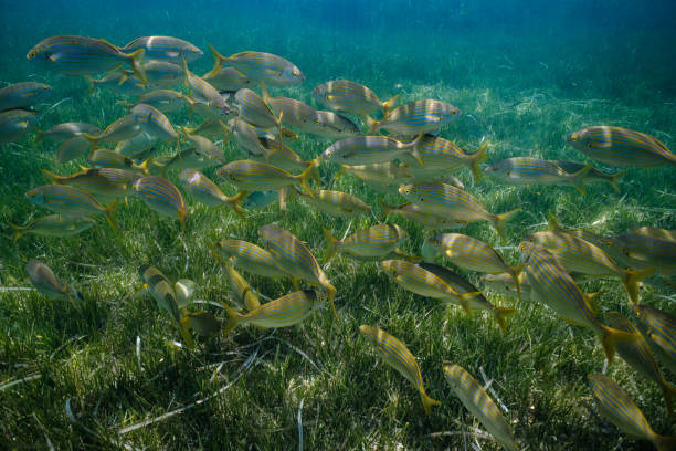 istock School of fish underwater in Mediterranean sea 1591767352