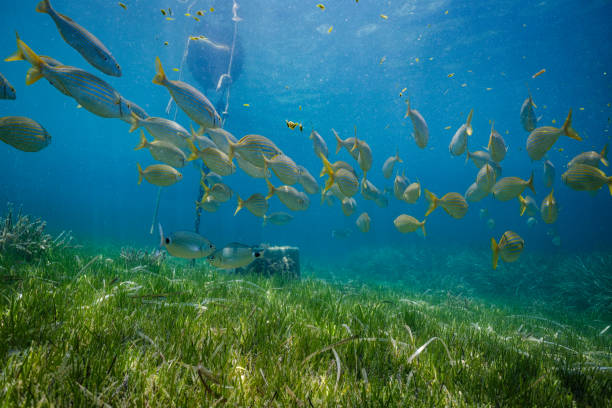 istock Fishes swimming underwater near boat 1591767874