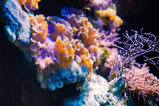 underwater coral reef landscape background  in the deep blue ocean with colorful fish and marine life