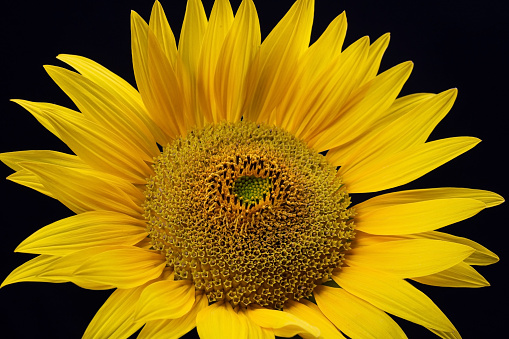sunflower blossom close up
