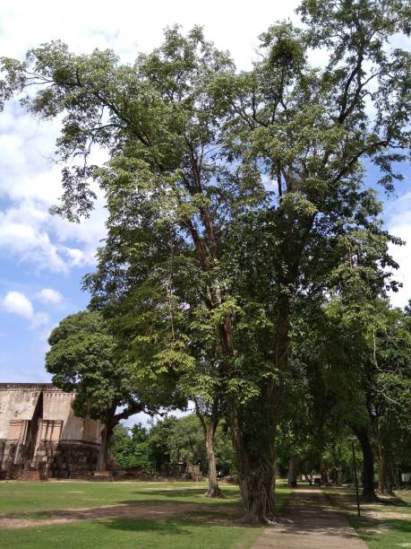istock Sukhothai National Historical Park World listed Heritage 2 1591781129