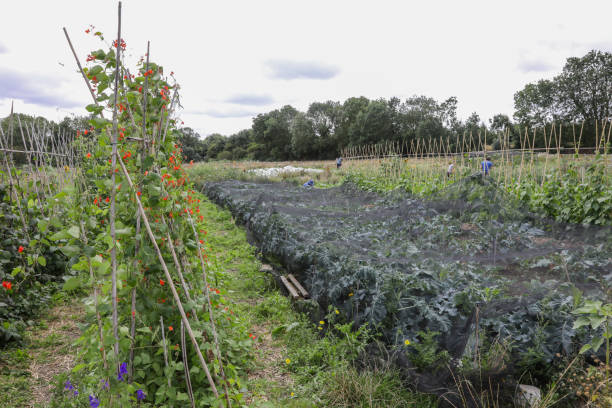 istock Runner beans and kale on a community farm in England 1591786693