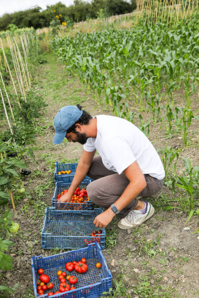 un homme trie la récolte de tomates dans des caisses dans une ferme britannique - heirloom tomato food tomato crate photos et images de collection