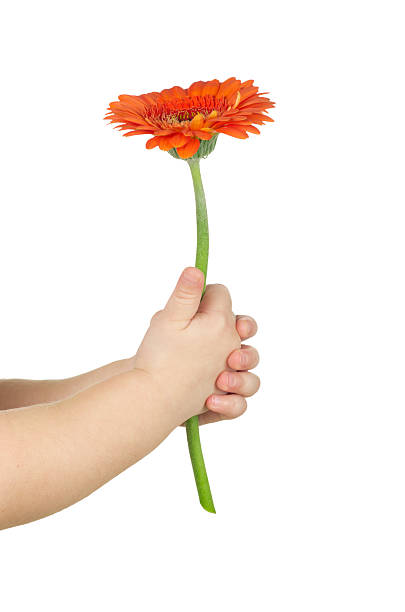istock baby hand  holding red gerber 159179154