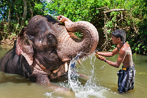 istock Mahout bathing his elephant in the river 159179362
