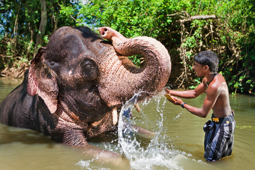 Mahout bathing his elephant in the river, Sri Lanka.  http://bem.2be.pl/IS/sri_lanka_380.jpg